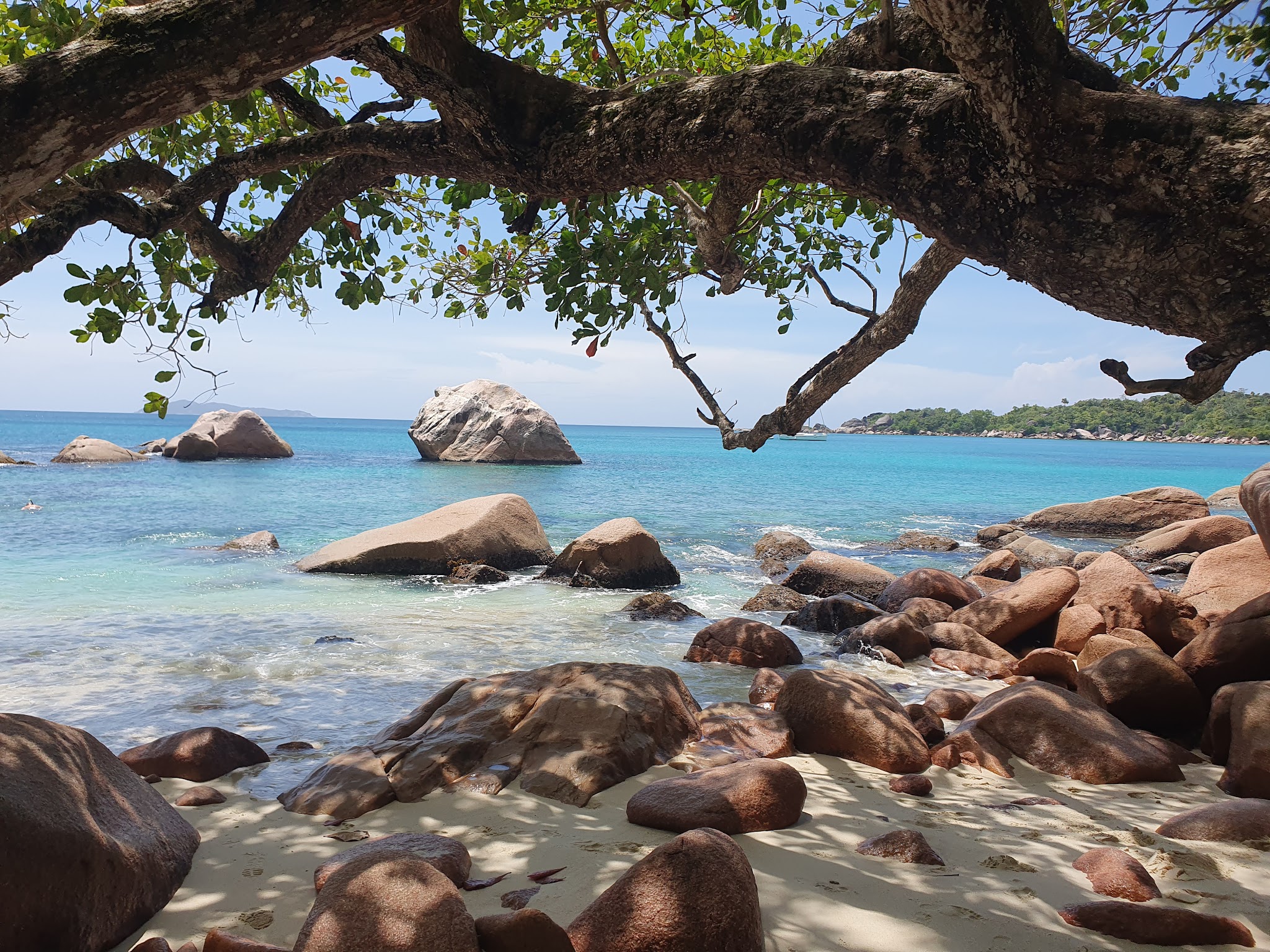 Türkisblaues Meer mit Granitfelsen, heller Sandstrand im Schatten eines ausladenden Baumes, klarer Himmel