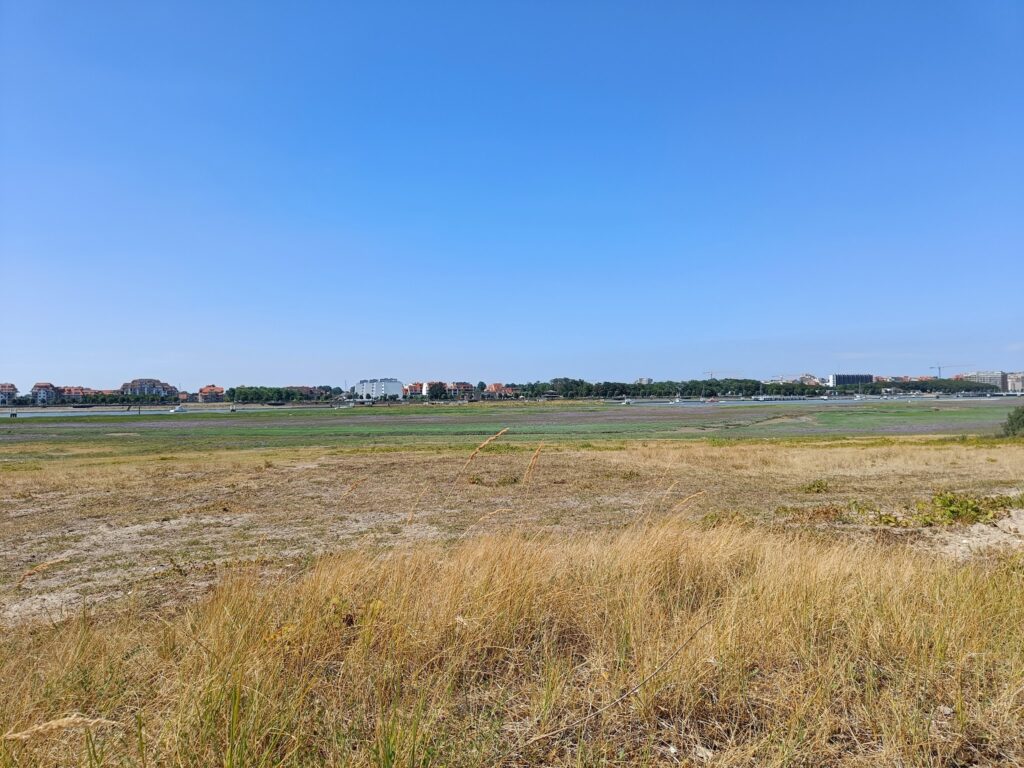 Trockene Wiese vorn, dahinter flache grüne Marschflächen und eine ferne Häuserreihe unter klarem blauem Himmel.